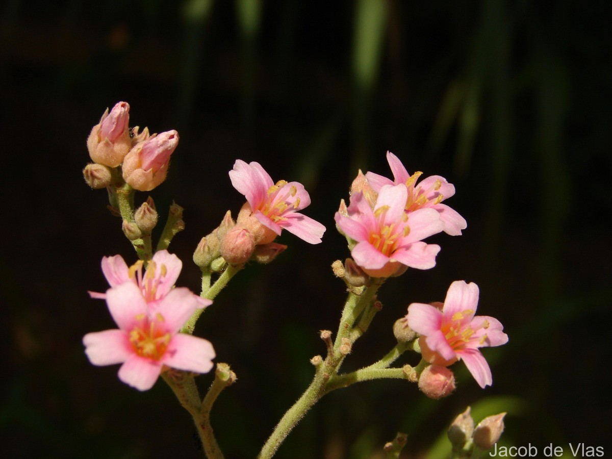 Melochia umbellata (Houtt.) Stapf